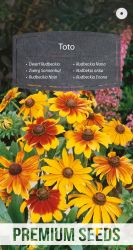 Rudbeckia Dwarf Toto Mixed Seeds